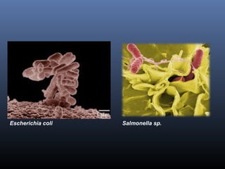 Escherichia coli Salmonella sp. 
 