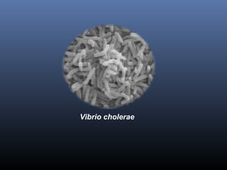 Vibrio cholerae 
