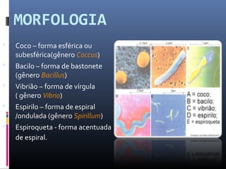 MORFOLOGIA 
 Coco – forma esférica ou 
subesférica(gênero Coccus) 
 Bacilo – forma de bastonete 
(gênero Bacillus) 
 Vibrião – forma de vírgula 
( gênero Vibrio) 
 Espirilo – forma de espiral 
/ondulada (gênero Spirillum) 
 Espiroqueta - forma acentuada 
de espiral. 
 