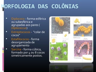 MORFOLOGIA DAS COLÔNIAS 
 Diplococo - forma esférica 
ou subesférica e 
agrupadas aos pares ( 
Diplococcus) 
 Estreptococos - "colar de 
cocos" 
 Estafilococos - forma 
desorganizada de 
agrupamento 
 Sarcina - forma cúbica, 
formado por 4 ou 8 cocos 
simetricamente postos. 
 