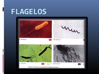 FLAGELOS 
 