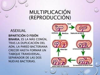 MULTIPLICACIÓN
(REPRODUCCIÓN)
ASEXUAL
BIPARTICIÓN O FISIÓN
BINARIA, ES LA MÁS COMÚN,
TRAS LA DUPLICACIÓN DEL
ADN, LA PARED BACTERIANA
CRECER HASTA FORMAR UN
TABIQUE TRANSVERSAL,
SEPARADOR DE LAS DOS
NUEVAS BACTERIAS.
 