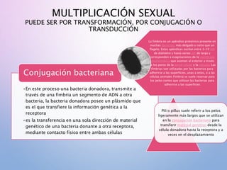 MULTIPLICACIÓN SEXUAL
PUEDE SER POR TRANSFORMACIÓN, POR CONJUGACIÓN O
TRANSDUCCIÓN
•En este proceso una bacteria donadora, transmite a
través de una fimbria un segmento de ADN a otra
bacteria, la bacteria donadora posee un plásmido que
es el que transfiere la información genética a la
receptora
•es la transferencia en una sola dirección de material
genético de una bacteria donante a otra receptora,
mediante contacto físico entre ambas células
Conjugación bacteriana
La fimbria es un apéndice proteínico presente en
muchas bacterias, más delgado y corto que un
flagelo. Estos apéndices oscilan entre 3-10 nm
de diámetro y hasta varios μm de largo y
corresponden a evaginaciones de la membrana
citoplasmática que asoman al exterior a través
de los poros de la pared celular y la cápsula. Las
fimbrias son utilizadas por las bacterias para
adherirse a las superficies, unas a otras, o a las
células animales Fimbria se suele reservar para
los pelos cortos que utilizan las bacterias para
adherirse a las superficies
Pili o pillus suele referir a los pelos
ligeramente más largos que se utilizan
en la conjugación bacteriana para
transferir material genético desde la
célula donadora hasta la receptora y a
veces en el desplazamiento
 