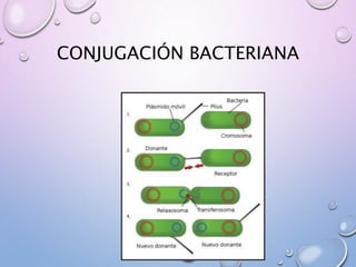 CONJUGACIÓN BACTERIANA
 
