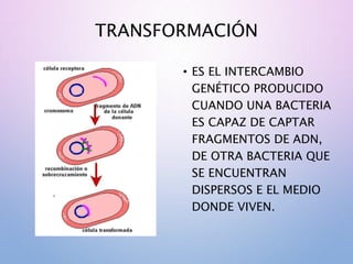 TRANSFORMACIÓN
• ES EL INTERCAMBIO
GENÉTICO PRODUCIDO
CUANDO UNA BACTERIA
ES CAPAZ DE CAPTAR
FRAGMENTOS DE ADN,
DE OTRA BACTERIA QUE
SE ENCUENTRAN
DISPERSOS E EL MEDIO
DONDE VIVEN.
 