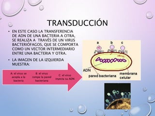 TRANSDUCCIÓN
• EN ESTE CASO LA TRANSFERENCIA
DE ADN DE UNA BACTERIA A OTRA,
SE REALIZA A TRAVÉS DE UN VIRUS
BACTERIÓFAGOS, QUE SE COMPORTA
COMO UN VECTOR INTERMEDIARIO
ENTRE UNA BACTERIA Y OTRA.
• LA IMAGEN DE LA IZQUIERDA
MUESTRA:
C: el virus
inyecta su ADN
B: el virus
rompe la pared
bacteriana
A: el virus se
acopla a la
bacteria
 