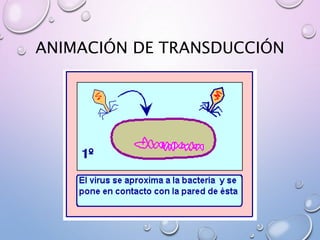 ANIMACIÓN DE TRANSDUCCIÓN
 