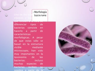 •Morfología
bacteriana
Uno de los criterios más
clásicos y tradicionales
que existen a la hora de
diferenciar tipos de
bacterias consiste en
hacerlo a partir de
características
morfológicas. A pesar
de que estas sólo se
basan en la estructura
visible mediante
microscopio, han sido
muy importantes en la
taxonomía de las
bacterias; incluso
muchas especies de
bacterias reciben su
 