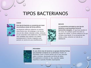 TIPOS BACTERIANOS
COCOS
Este tipo de bacterias se caracteriza por tener
una envoltura celular de forma esférica.
Las bacterias esféricas solitarias se conocen
como forma coco. Sin embargo, si en vez de
una son dos células redondas unidas, entonces
es son conocidas como diplococos. Hay uniones
más complejas que originan una cadena
(estreptococos) o formas irregulares que
parecen un racimo de uvas (estafilococos).
BACILOS
La característica principal en este tipo de
bacterias es que presentan forma de
bastoncillos alargados. Al igual que pasaba en
los cocos, los subtipos parten de cómo se
agrupan las células. La forma solitaria es lo que
se llama como bacilo. Si se encuentran dos
células unidas, entonces se trata de un
diplobacilo
Helicoidales
En este último tipo de bacterias se agrupan distintas formas
que presentan curvaturas en su estructura. Pueden ser
entendidas como si fuesen bacilos que se han retorcido
sobre sí mismos, alcanzando una forma de hélice.
Principalmente se dividen en dos, espirales rígidas
(espirilos) o espirales flexibles (espiroqueta)
 