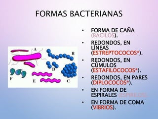 FORMAS BACTERIANAS
• FORMA DE CAÑA
(BACILOS).
• REDONDOS, EN
LÍNEAS
(ESTREPTOCOCOS*).
• REDONDOS, EN
CÚMULOS
(ESTAFILOCOCOS*).
• REDONDOS, EN PARES
(DIPLOCOCOS*).
• EN FORMA DE
ESPIRALES (ESPIRILOS).
• EN FORMA DE COMA
(VIBRIOS).
 