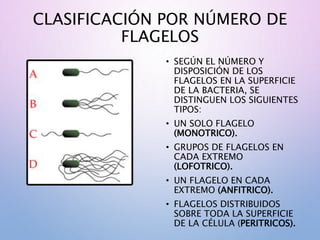 CLASIFICACIÓN POR NÚMERO DE
FLAGELOS
• SEGÚN EL NÚMERO Y
DISPOSICIÓN DE LOS
FLAGELOS EN LA SUPERFICIE
DE LA BACTERIA, SE
DISTINGUEN LOS SIGUIENTES
TIPOS:
• UN SOLO FLAGELO
(MONOTRICO).
• GRUPOS DE FLAGELOS EN
CADA EXTREMO
(LOFOTRICO).
• UN FLAGELO EN CADA
EXTREMO (ANFITRICO).
• FLAGELOS DISTRIBUIDOS
SOBRE TODA LA SUPERFICIE
DE LA CÉLULA (PERITRICOS).
 
