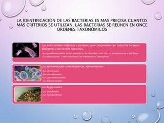 LA IDENTIFICACIÓN DE LAS BACTERIAS ES MAS PRECISA CUANTOS
MÁS CRITERIOS SE UTILIZAN. LAS BACTERIAS SE REÚNEN EN ONCE
ORDENES TAXONÓMICOS
Las eubacteriales (esféricas y bacilares, que comprenden casi todas las bacterias
patógenas y las formas fotótrofas.
•Las pseudomonadales (orden dividido en diez familias, cabe citar las pseudomonae y spirillacae
•Las espiroquetas ( entre ellas destacan treponemas y leptospiras)
Las actinomicetales (micobacterias, actinomicetos)
•Las rickettsiales
•Las micoplasmales
•Las clamidobacteriales
•Las hifomicrobiales
Las Beggiatoales
•Las cariofanales
•Las mixobacterales
 
