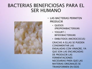 BACTERIAS BENEFICIOSAS PARA EL
SER HUMANO
• LAS BACTERIAS PERMITEN
PRODUCIR
• QUESOS
(PROPIONIBACTERIUM)
• YOGURT (
BIFIDOBACTERIUM)
• EMBUTIDOS (MICROCOCUS)
GRACIAS A ELLAS SE PUEDEN
CONDIMENTAR LAS
ENSALADAS CON VINAGRE, YA
QUE SON LAS ENCARGADAS
DE PRODUCIR LAS
FERMENTACIONES
NECESARIAS PARA QUE LAS
MATERIAS ORIGINALES SE
TRANSFORMEN EN ESOS
 