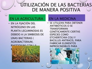 UTILIZACIÓN DE LAS BACTERIAS
DE MANERA POSITIVA
EN LA AGRICULTURA
• EN LA FIJACIÓN DEL
NITRÓGENO EN LAS
PLANTA LEGUMINOSAS ES
DEBIDO A LA SIMBIOSIS DE
UNAS BACTERIAS (
AGROBACTERIUM,
RHIZODIUM) CON LA
MISMA PLANTA
EN LA MEDICINA
• SE UTILIZAN PARA OBTENER
ANTIBIÓTICOS O SE
TRANSFORMAN
GENÉTICAMENTE CIERTAS
ESPECIES COMO
ETCHERITCHIA COLI Y
BACILLUS ANTRACIS, PARA
FABRICAR ELEMENTOS
IMPRESCINDIBLES PARA
REMEDIAR CIERTAS
ENFERMEDADES
 