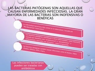 LAS BACTERIAS PATÓGENAS SON AQUELLAS QUE
CAUSAN ENFERMEDADES INFECCIOSAS. LA GRAN
MAYORÍA DE LAS BACTERIAS SON INOFENSIVAS O
BENÉFICAS
Las infecciones bacterianas
pueden ser tratadas con
antibióticos
 