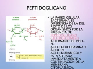 PEPTIDOGLICANO
• LA PARED CELULAR
BACTERIANA SE
DIFERENCIA DE LA DEL
RESTO DE LOS
ORGANISMOS POR LA
PRESENCIA DE
PEPTIDOGLICANO
(HETEROPOLÍMERO
ALTERNANTE DE POLI-
N-
ACETILGLUCOSAMINA Y
ÁCIDO N-
ACETILMURÁMICO) Y
ESTÁ SITUADA
INMEDIATAMENTE A
CONTINUACIÓN DE LA
MEMBRANA
CITOPLÁSMICA.
 