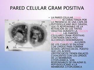 PARED CELULAR GRAM POSITIVA
• LA PARED CELULAR GRAM-
POSITIVA SE CARACTERIZA POR
LA PRESENCIA DE UNA CAPA DE
PEPTIDOGLICANO MUY GRUESA,
QUE ES RESPONSABLE DE LA
RETENCIÓN DE LOS TINTES
VIOLETAS DURANTE LA TINCIÓN
DE GRAM. LAS PAREDES
CELULARES GRAM-POSITIVAS
CONTIENEN UNOS POLI
ALCOHOLES DENOMINADOS
ÁCIDOS TEICOICOS, ALGUNOS
DE LOS CUALES SE ENLAZAN
CON LÍPIDOS PARA FORMAR
ÁCIDOS LIPOTEICOICOS. PUESTO
QUE LOS ÁCIDOS
LIPOTEICOICOS TIENEN ENLACES
COVALENTES CON LOS LÍPIDOS
DE LA MEMBRANA
CITOPLÁSMICA, SON
RESPONSABLES DE ENLAZAR EL
PEPTIDOGLICANO A LA
MEMBRANA CITOPLÁSMICA
 