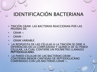 IDENTIFICACIÓN BACTERIANA
• TINCIÓN GRAM: LAS BACTERIAS REACCIONAN POR LAS
PRUEBAS DE:
• GRAM +
• GRAM –
• GRAM VARIABLE
• LA RESPUESTA DE LAS CÉLULAS A LA TINCIÓN SE DEBE A
DIFERENCIAS EN LA COMPLEJIDAD Y QUÍMICA DE SU PARED
CELULAR, LA CUAL CONTIENE UN POLÍMETRO LLAMADO
PEPTIDOGLICANO.
• LA PARED CELULAR DE LAS BACTERIAS GRAM – ,
CONTIENEN MENOR CANTIDAD DE PEPTIDOGLICANO
COMPARADO CON LAS BACTERIAS GRAM +.
 