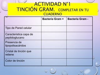 ACTIVIDAD N°1
TINCIÓN GRAM. COMPLETAR EN TU
CUADERNO
Bacteria Gram + Bacteria Gram -
Tipo de Pared celular
Caracteristica capa de
peptidoglucano
Presencia de
lipopolisacáridos
Cristal de tinción que
retiene
Color de tinción
 