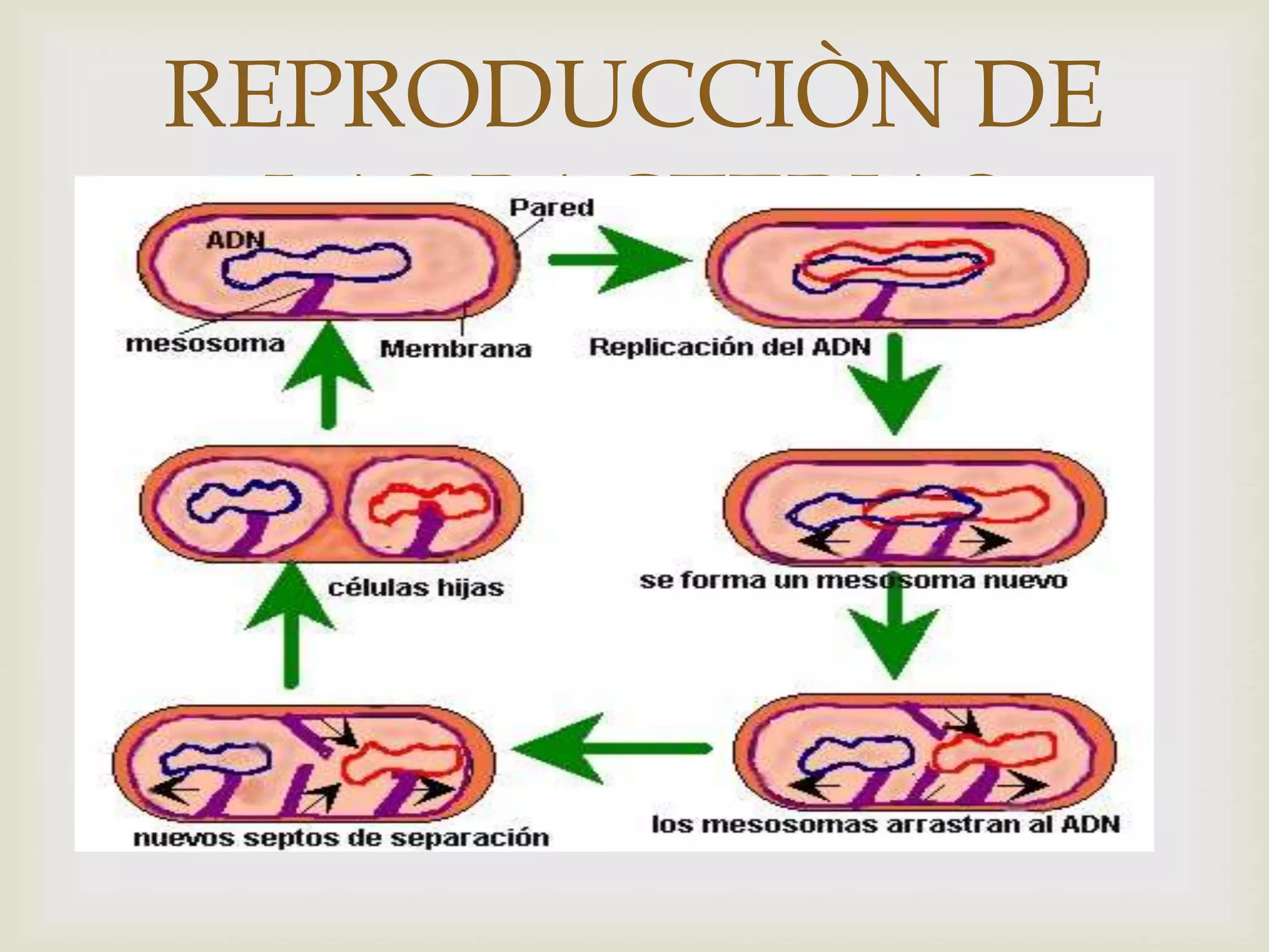 REPRODUCCIÒN DE
  LAS BACTERIAS
        
 