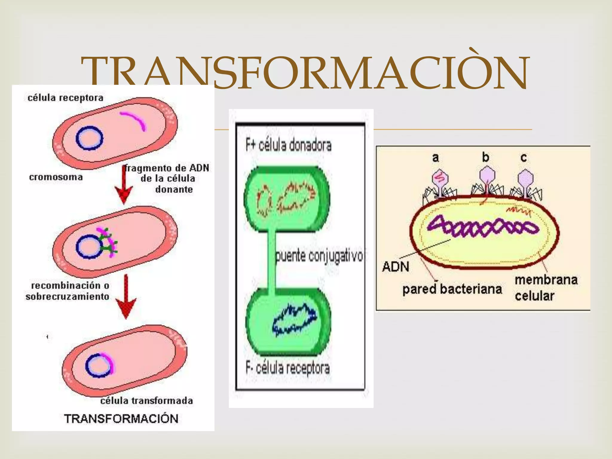 TRANSFORMACIÒN
       
 