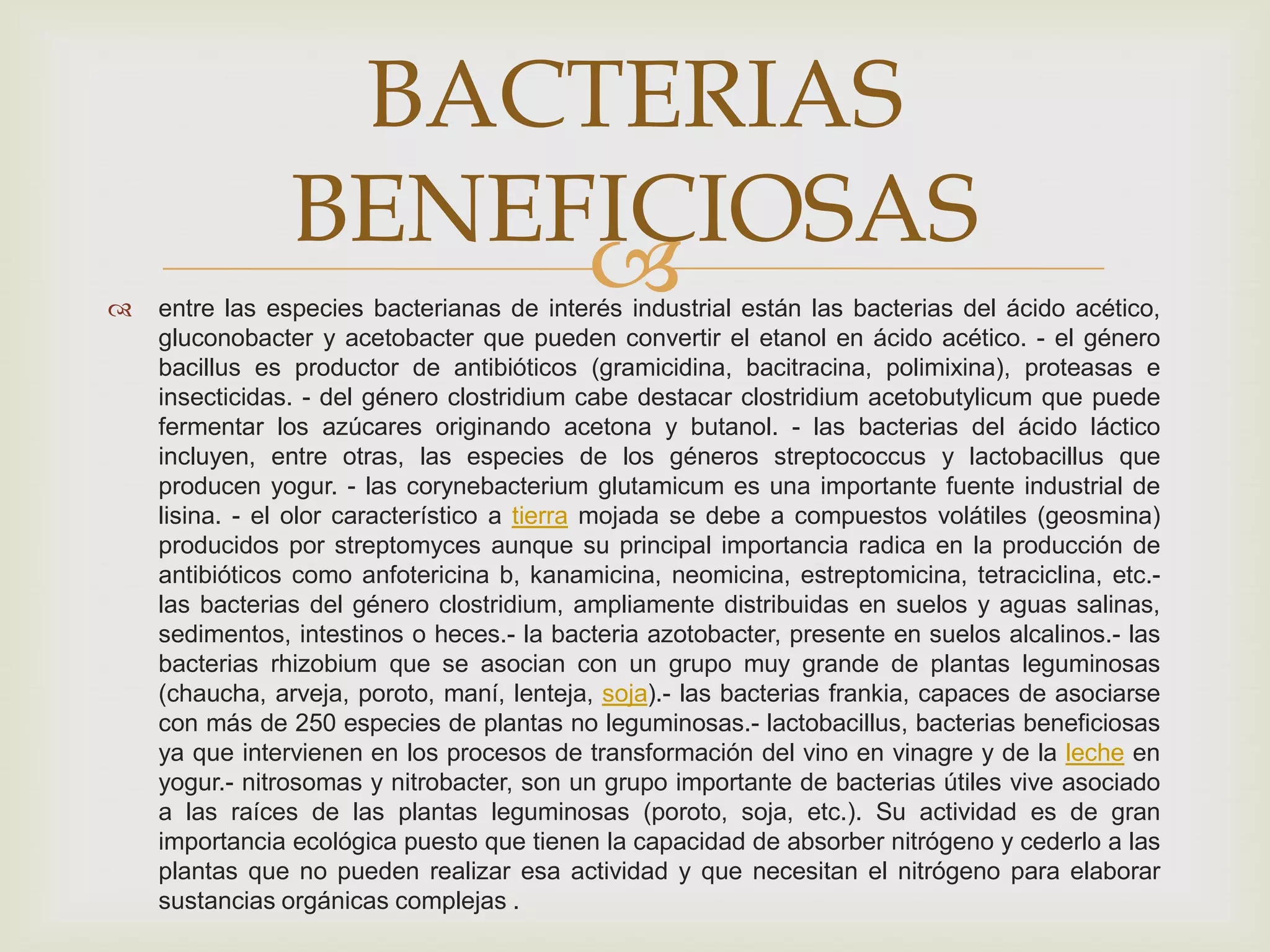 BACTERIAS
                BENEFICIOSAS

                     
    entre las especies bacterianas de interés industrial están las bacterias del ácido acético,
    gluconobacter y acetobacter que pueden convertir el etanol en ácido acético. - el género
    bacillus es productor de antibióticos (gramicidina, bacitracina, polimixina), proteasas e
    insecticidas. - del género clostridium cabe destacar clostridium acetobutylicum que puede
    fermentar los azúcares originando acetona y butanol. - las bacterias del ácido láctico
    incluyen, entre otras, las especies de los géneros streptococcus y lactobacillus que
    producen yogur. - las corynebacterium glutamicum es una importante fuente industrial de
    lisina. - el olor característico a tierra mojada se debe a compuestos volátiles (geosmina)
    producidos por streptomyces aunque su principal importancia radica en la producción de
    antibióticos como anfotericina b, kanamicina, neomicina, estreptomicina, tetraciclina, etc.-
    las bacterias del género clostridium, ampliamente distribuidas en suelos y aguas salinas,
    sedimentos, intestinos o heces.- la bacteria azotobacter, presente en suelos alcalinos.- las
    bacterias rhizobium que se asocian con un grupo muy grande de plantas leguminosas
    (chaucha, arveja, poroto, maní, lenteja, soja).- las bacterias frankia, capaces de asociarse
    con más de 250 especies de plantas no leguminosas.- lactobacillus, bacterias beneficiosas
    ya que intervienen en los procesos de transformación del vino en vinagre y de la leche en
    yogur.- nitrosomas y nitrobacter, son un grupo importante de bacterias útiles vive asociado
    a las raíces de las plantas leguminosas (poroto, soja, etc.). Su actividad es de gran
    importancia ecológica puesto que tienen la capacidad de absorber nitrógeno y cederlo a las
    plantas que no pueden realizar esa actividad y que necesitan el nitrógeno para elaborar
    sustancias orgánicas complejas .
 