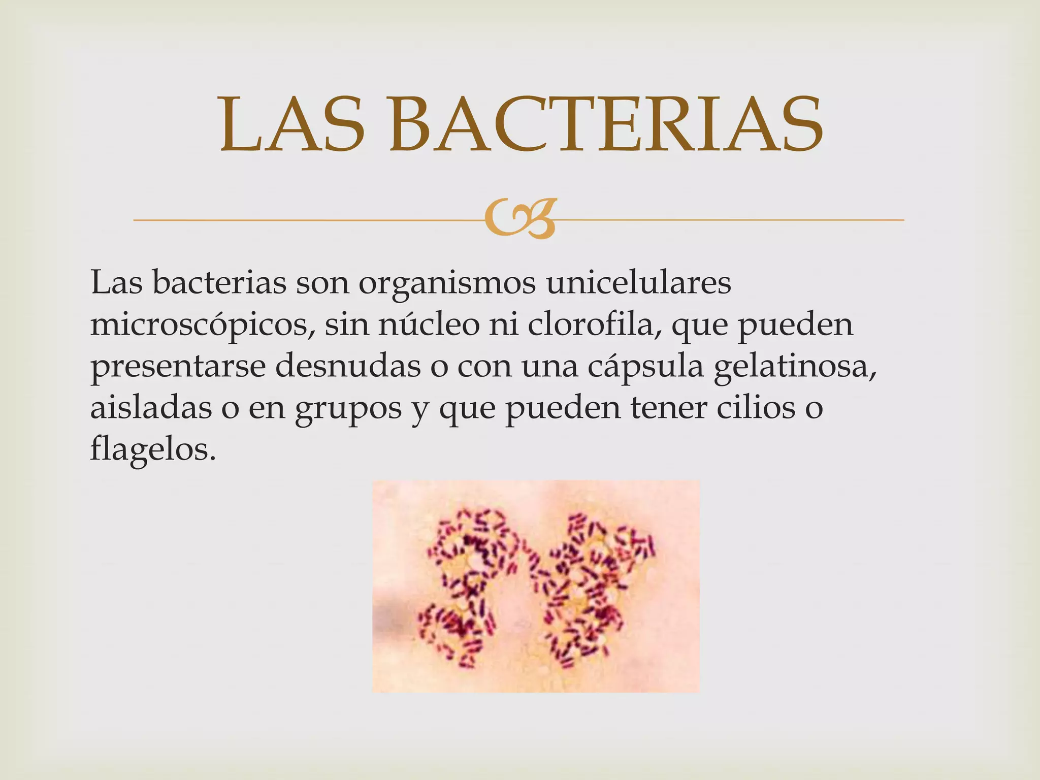LAS BACTERIAS
             
Las bacterias son organismos unicelulares
microscópicos, sin núcleo ni clorofila, que pueden
presentarse desnudas o con una cápsula gelatinosa,
aisladas o en grupos y que pueden tener cilios o
flagelos.
 