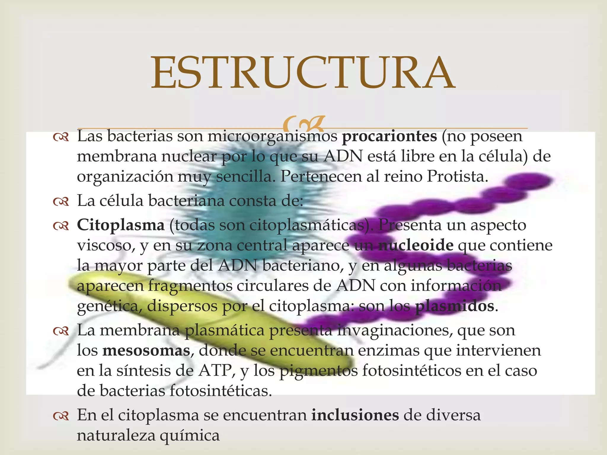 ESTRUCTURA
                 
 Las bacterias son microorganismos procariontes (no poseen
  membrana nuclear por lo que su ADN está libre en la célula) de
  organización muy sencilla. Pertenecen al reino Protista.
 La célula bacteriana consta de:
 Citoplasma (todas son citoplasmáticas). Presenta un aspecto
  viscoso, y en su zona central aparece un nucleoide que contiene
  la mayor parte del ADN bacteriano, y en algunas bacterias
  aparecen fragmentos circulares de ADN con información
  genética, dispersos por el citoplasma: son los plasmidos.
 La membrana plasmática presenta invaginaciones, que son
  los mesosomas, donde se encuentran enzimas que intervienen
  en la síntesis de ATP, y los pigmentos fotosintéticos en el caso
  de bacterias fotosintéticas.
 En el citoplasma se encuentran inclusiones de diversa
  naturaleza química
 