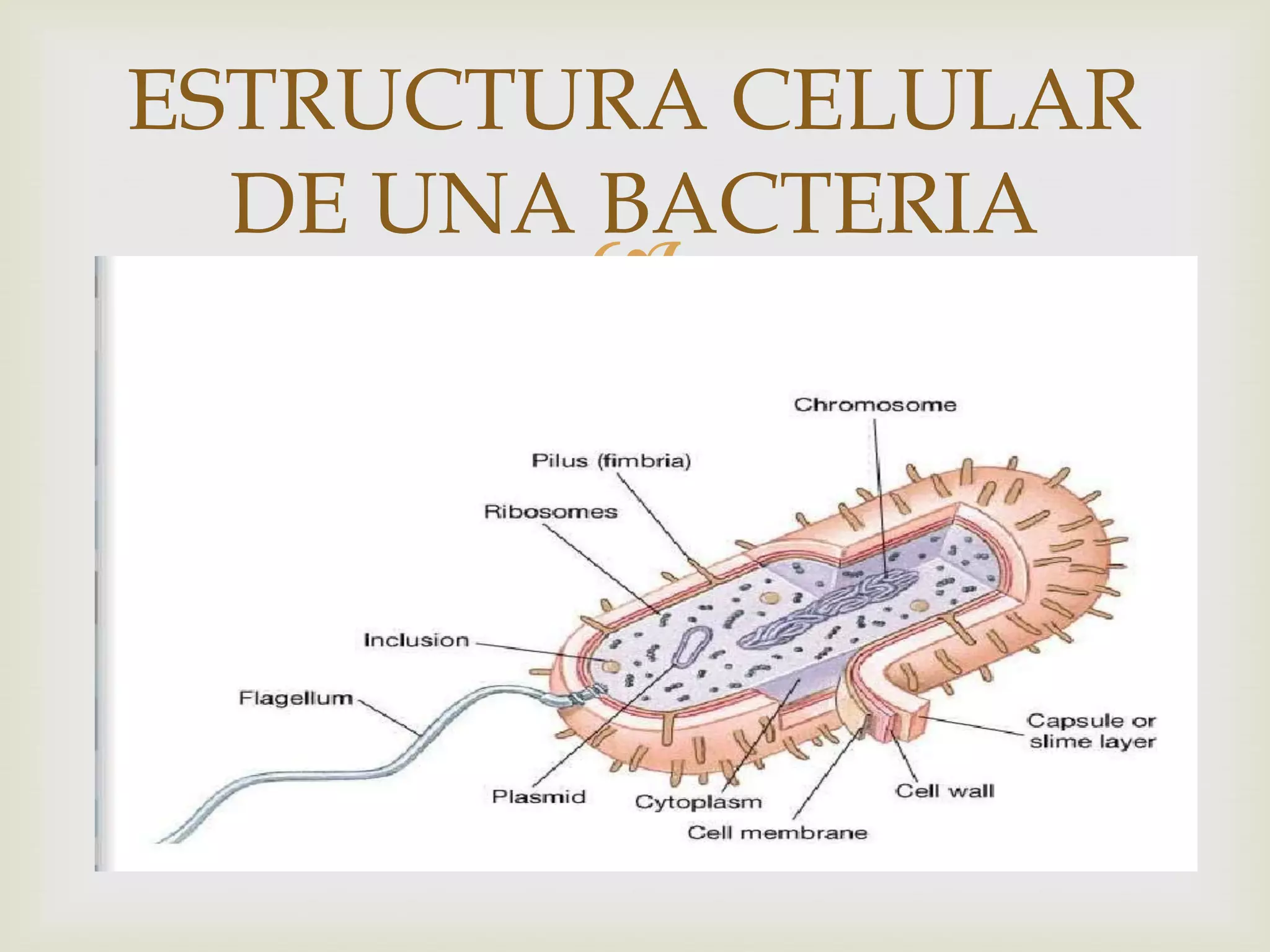 ESTRUCTURA CELULAR
  DE UNA BACTERIA
        
 
