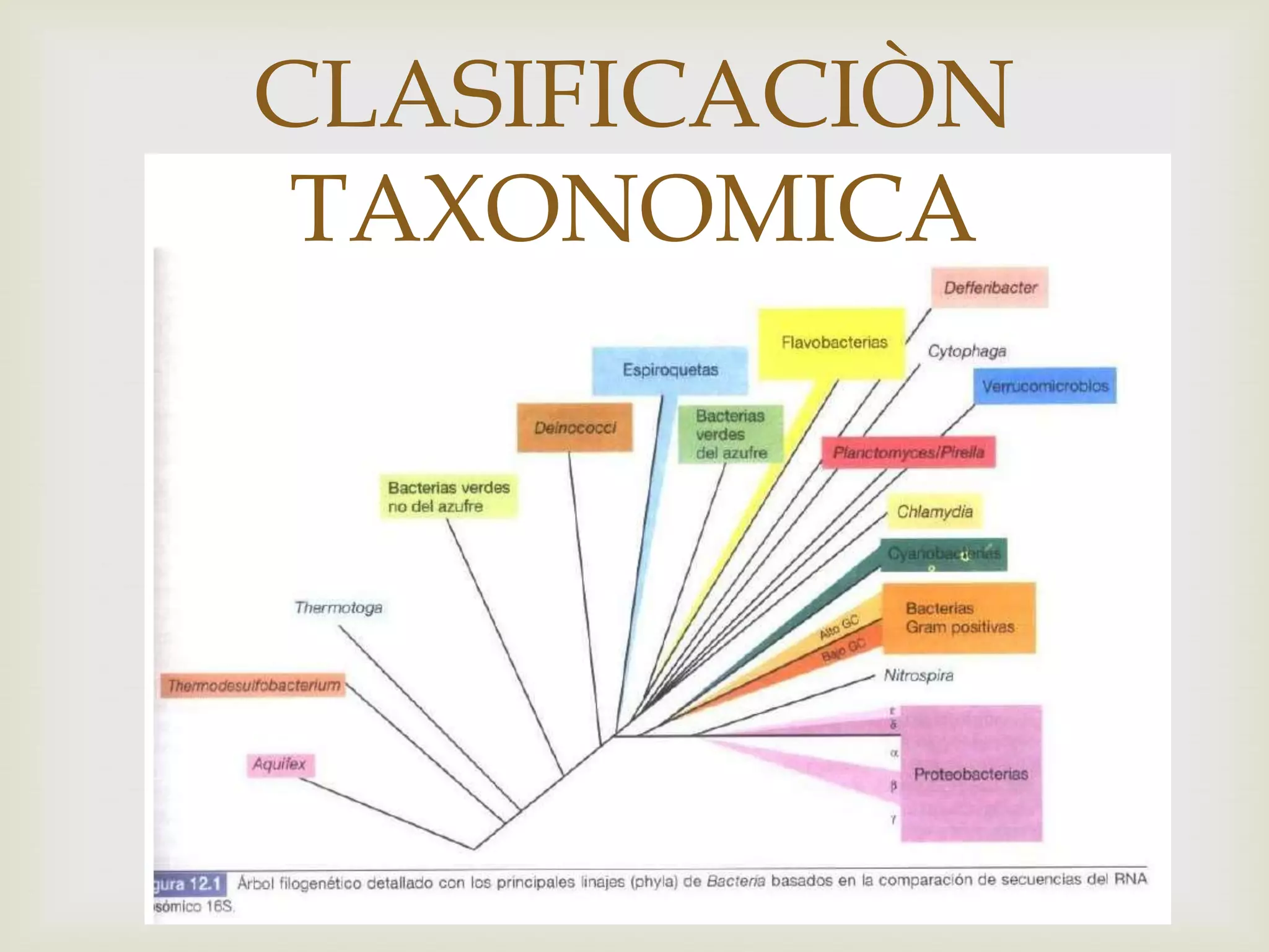 CLASIFICACIÒN
 TAXONOMICA
      
 