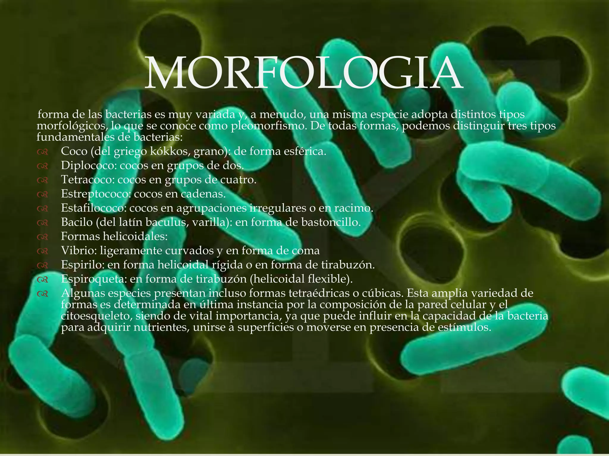 MORFOLOGIA
                        
forma de las bacterias es muy variada y, a menudo, una misma especie adopta distintos tipos
morfológicos, lo que se conoce como pleomorfismo. De todas formas, podemos distinguir tres tipos
fundamentales de bacterias:
 Coco (del griego kókkos, grano): de forma esférica.
 Diplococo: cocos en grupos de dos.
 Tetracoco: cocos en grupos de cuatro.
 Estreptococo: cocos en cadenas.
 Estafilococo: cocos en agrupaciones irregulares o en racimo.
 Bacilo (del latín baculus, varilla): en forma de bastoncillo.
 Formas helicoidales:
 Vibrio: ligeramente curvados y en forma de coma
 Espirilo: en forma helicoidal rígida o en forma de tirabuzón.
 Espiroqueta: en forma de tirabuzón (helicoidal flexible).
 Algunas especies presentan incluso formas tetraédricas o cúbicas. Esta amplia variedad de
    formas es determinada en última instancia por la composición de la pared celular y el
    citoesqueleto, siendo de vital importancia, ya que puede influir en la capacidad de la bacteria
    para adquirir nutrientes, unirse a superficies o moverse en presencia de estímulos.
 
