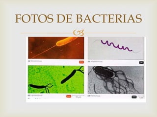 IMPORTANCIA DE
         LAS BACTERIAS
               
 Existen bacterias en todos los sitios. Hemos visto el interés de ...