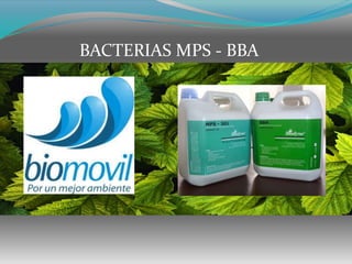 BACTERIAS MPS - BBA 