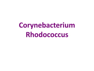 Corynebacterium
Rhodococcus

 