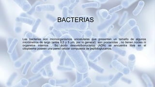 BACTERIAS
Las bacterias son microorganismos unicelulares que presentan un tamaño de algunos
micrómetros de largo (entre 0,5 y 5 μm, por lo general) son procariotas , no tienen núcleo ni
organelos internos , Su ácido desoxirribonucleico (ADN) se encuentra libre en el
citoplasma poseen una pared celular compuesta de peptidoglucanos.
 