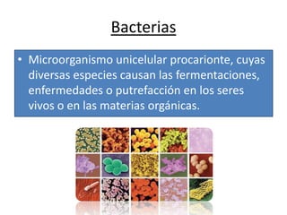 Bacterias
• Microorganismo unicelular procarionte, cuyas
diversas especies causan las fermentaciones,
enfermedades o putrefacción en los seres
vivos o en las materias orgánicas.

 