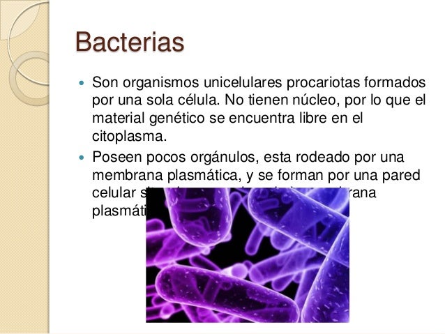 Bacterias