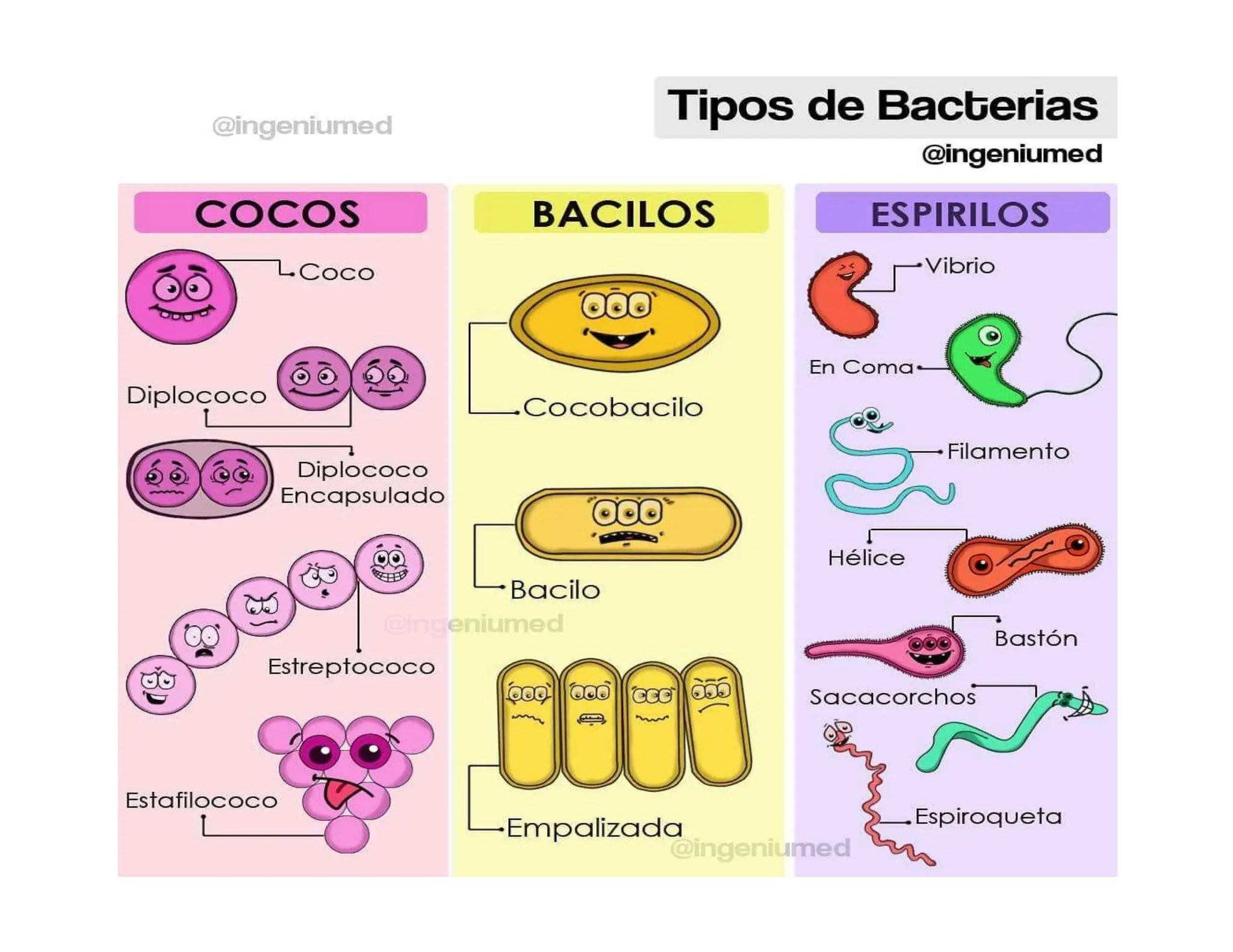 BACTERIAS DE IMPORTANCIA CLINICA EN MEDICINA | DOCX