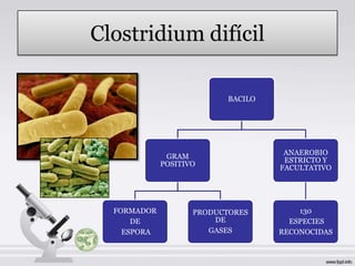 Clostridium difícil

                           BACILO




                                     ANAEROBIO
              GRAM
                                     ESTRICTO Y
             POSITIVO
                                    FACULTATIVO




  FORMADOR          PRODUCTORES         130
      DE                DE            ESPECIES
    ESPORA             GASES        RECONOCIDAS
 