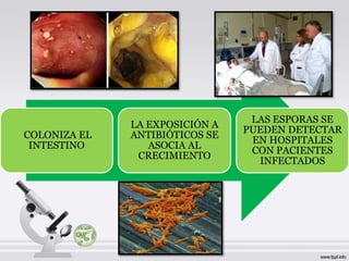 LAS ESPORAS SE
              LA EXPOSICIÓN A
                                PUEDEN DETECTAR
COLONIZA EL   ANTIBIÓTICOS SE
                                 EN HOSPITALES
 INTESTINO       ASOCIA AL
                                 CON PACIENTES
               CRECIMIENTO
                                  INFECTADOS
 