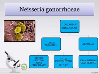 Neisseria gonorrhoeae

                        COCASEAS
                       DIPLOCOCOS




              GRAM
                                     AEROBIAS
            NEGATIVO




      MEDIO          Tº DE
     CULTIVO      CRECIMIENTO       TRANSMISIÓN
      AGAR                           VÍAS SEXUAL
    CHOCOLATE       35º - 37º
 