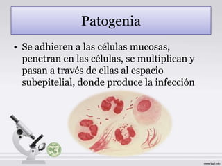 Patogenia
• Se adhieren a las células mucosas,
  penetran en las células, se multiplican y
  pasan a través de ellas al espacio
  subepitelial, donde produce la infección
 