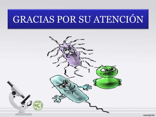 GRACIAS POR SU ATENCIÓN
 