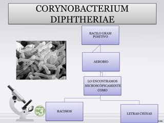 CORYNOBACTERIUM
  DIPHTHERIAE
               BACILO GRAM
                 POSITIVO




                 AEROBIO




              LO ENCONTRAMOS
             MICROSCÓPICAMENTE
                   COMO




   RACIMOS
                                 LETRAS CHINAS
 