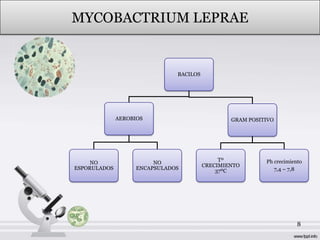 MYCOBACTRIUM LEPRAE


                               BACILOS




              AEROBIOS                           GRAM POSITIVO




                                              Tº           Ph crecimiento
     NO                  NO
                                         CRECIMIENTO
ESPORULADOS         ENCAPSULADOS                              7,4 – 7,8
                                             37ºC




                                                                       8
 