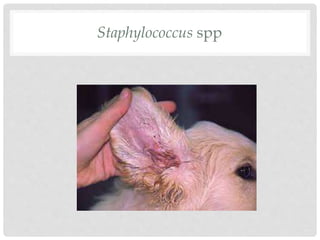 Staphylococcus spp
 