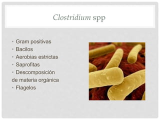 Clostridium spp
• Gram positivas
• Bacilos
• Aerobias estrictas
• Saprofitas
• Descomposición
de materia orgánica
• Flagelos
 