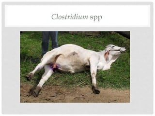 Clostridium spp
 