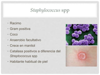 Staphylococcus spp
• Racimo
• Gram positiva
• Coco
• Anaerobio facultativo
• Crece en manitol
• Catalasa positivos a diferencia del
Streptococcus spp
• Habitante habitual de piel
 
