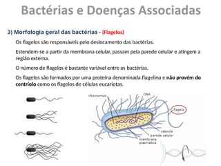 3) Morfologia geral das bactérias - (Flagelos)
Os flagelos são responsáveis pelo deslocamento das bactérias.
Estendem-se a partir da membrana celular, passam pela parede celular e atingem a
região externa.
O número de flagelos é bastante variável entre as bactérias.
Os flagelos são formados por uma proteína denominada flagelina e não provém do
centríolo como os flagelos de células eucariotas.
 